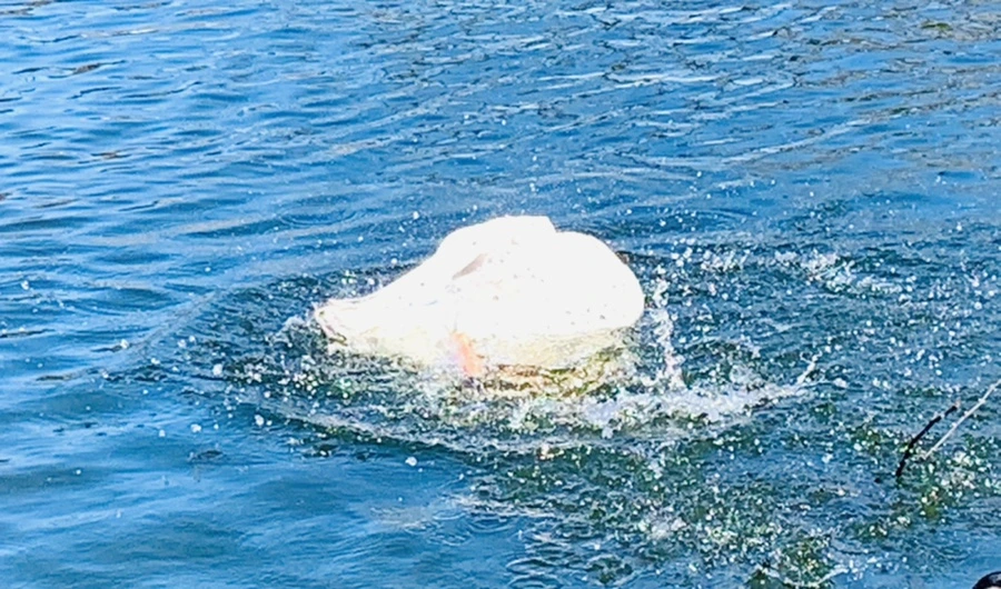 IMG_8921.jpg?type=w966