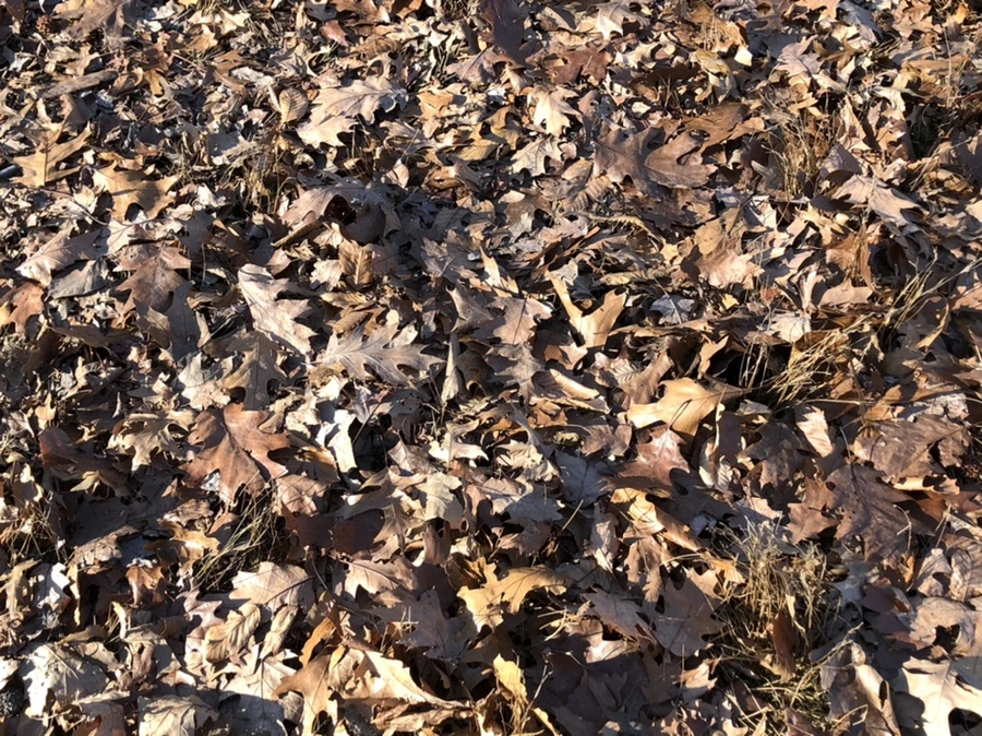 IMG_0261.jpg?type=w966