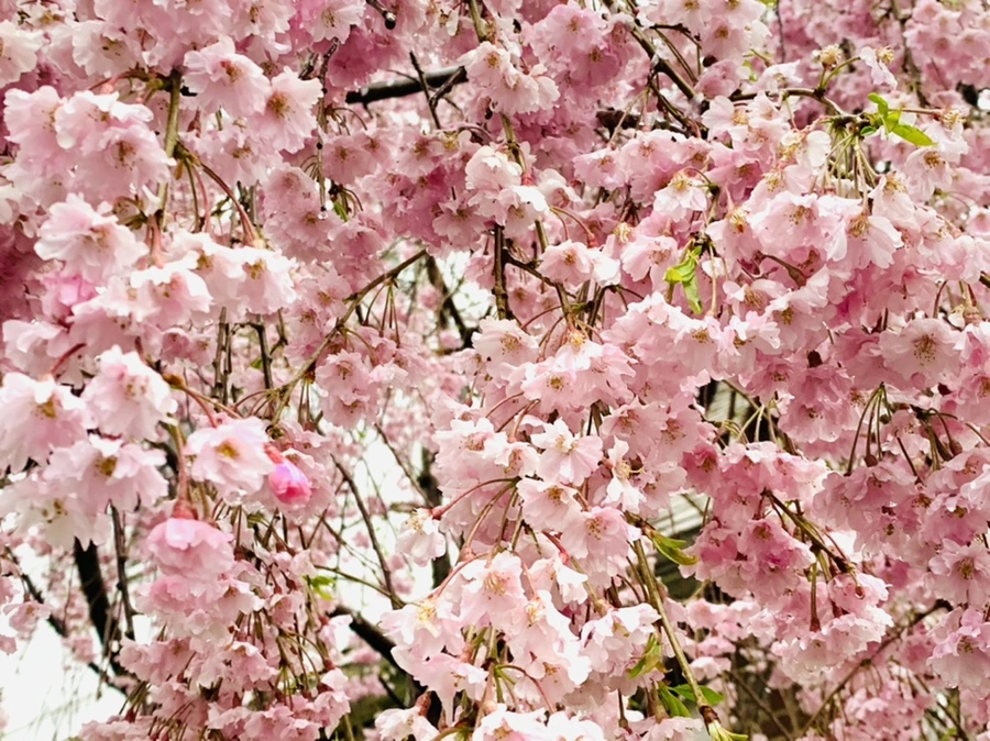 IMG_2406.jpg?type=w966