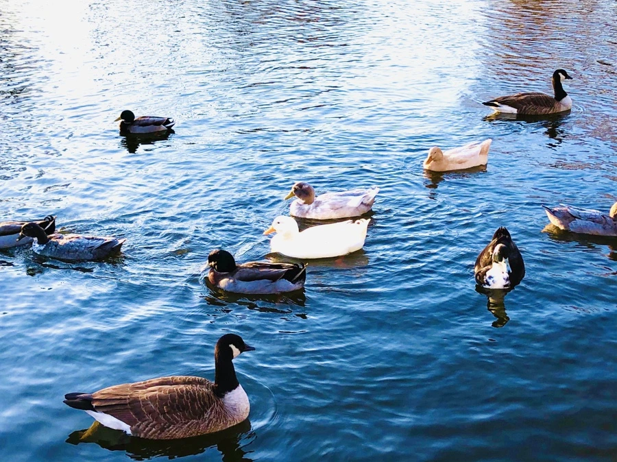 IMG_5957.jpg?type=w966