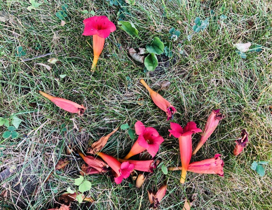 IMG_2050.jpg?type=w966