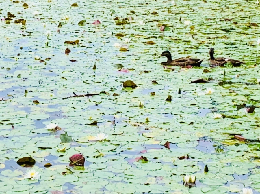 IMG_9152.jpg?type=w966