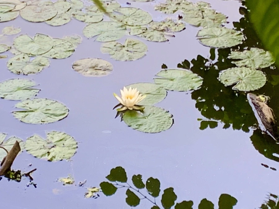 IMG_8595.jpg?type=w966