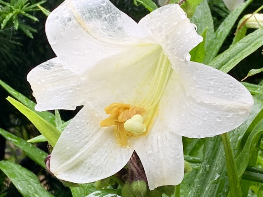 IMG_0135.jpg?type=w966