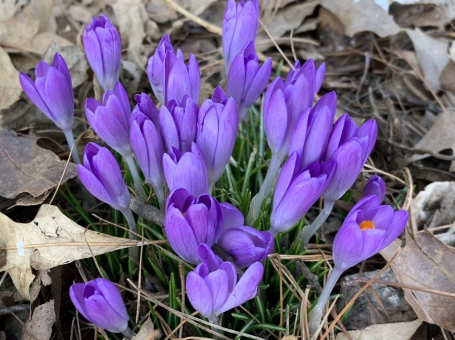 IMG_9712.jpg?type=w966