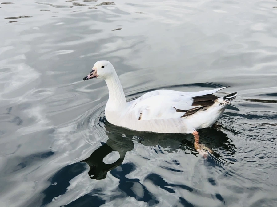 IMG_3531.jpg?type=w966