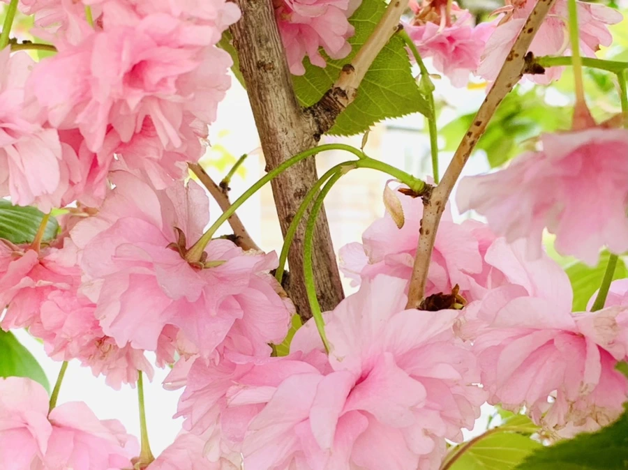 IMG_9545.jpg?type=w966