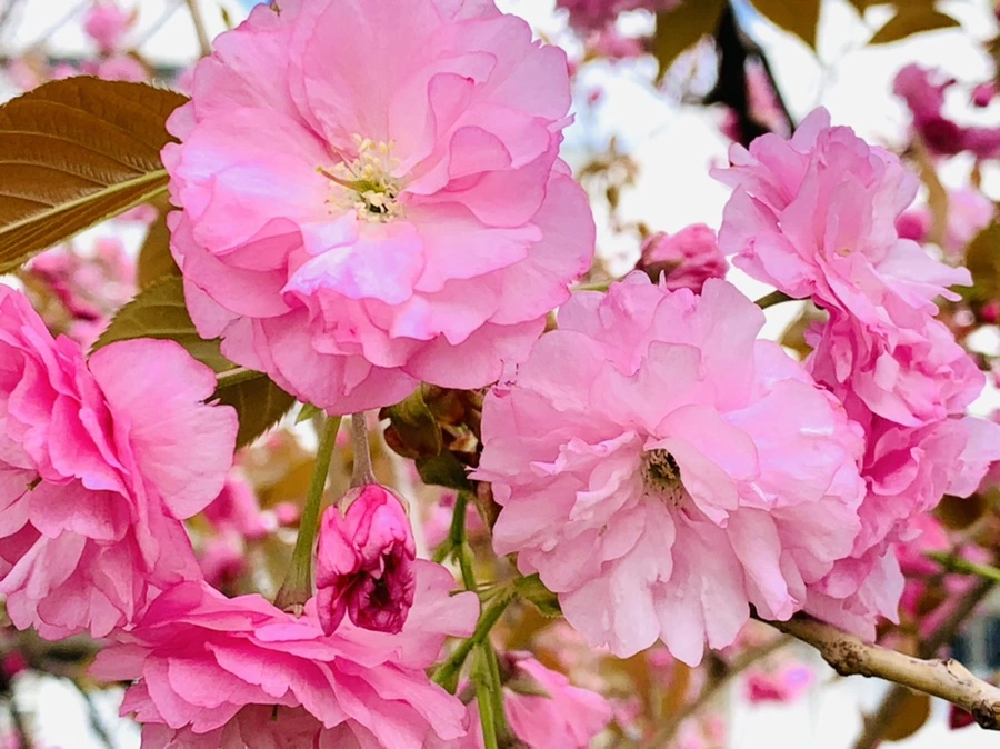 IMG_4320.jpg?type=w966