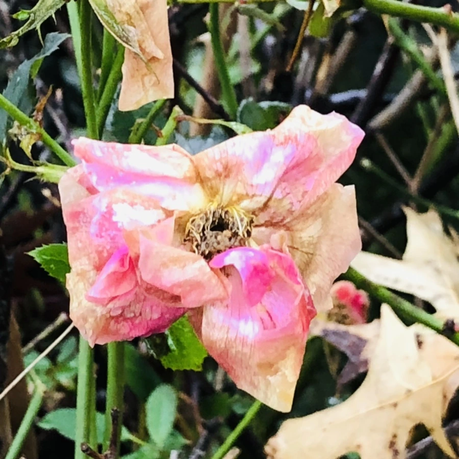 IMG_8151.jpg?type=w966