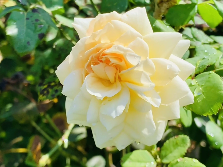 IMG_8416.jpg?type=w966