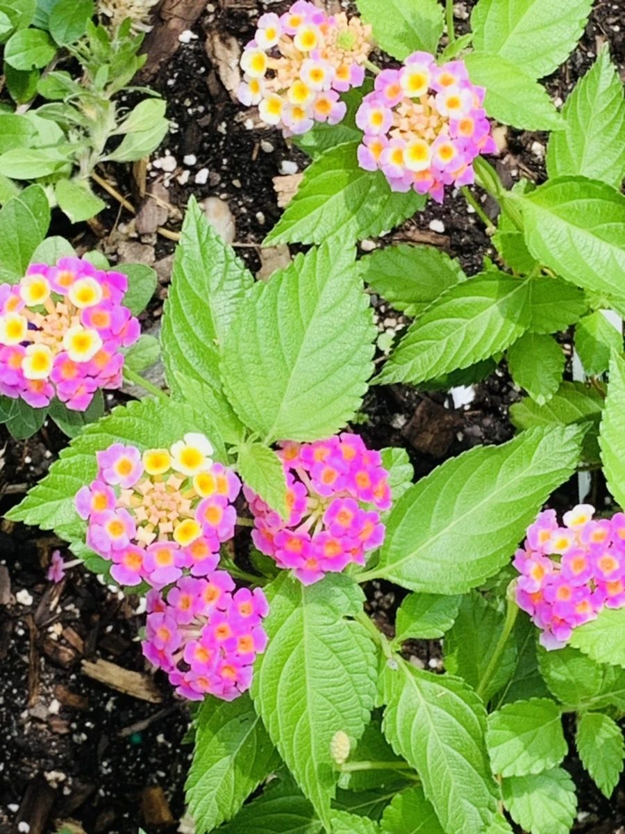 IMG_9846.jpg?type=w966