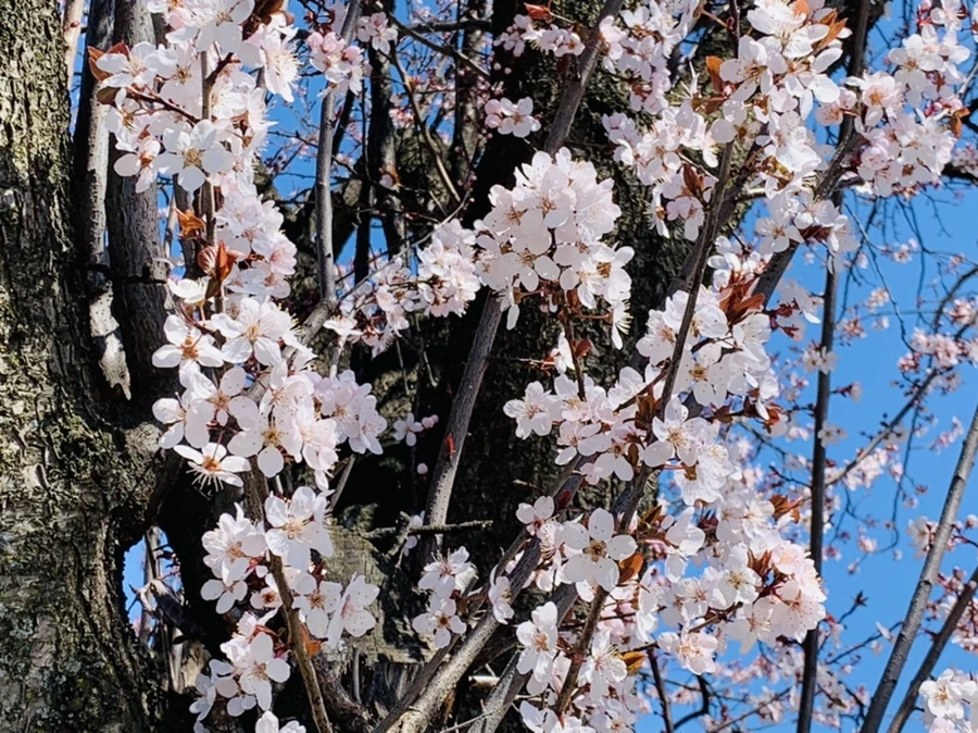 IMG_7696.jpg?type=w966