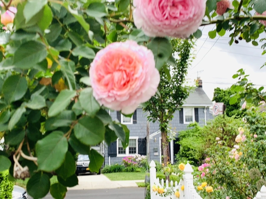 IMG_5973.jpg?type=w966