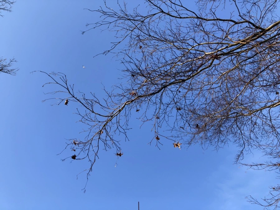 IMG_2313.jpg?type=w966