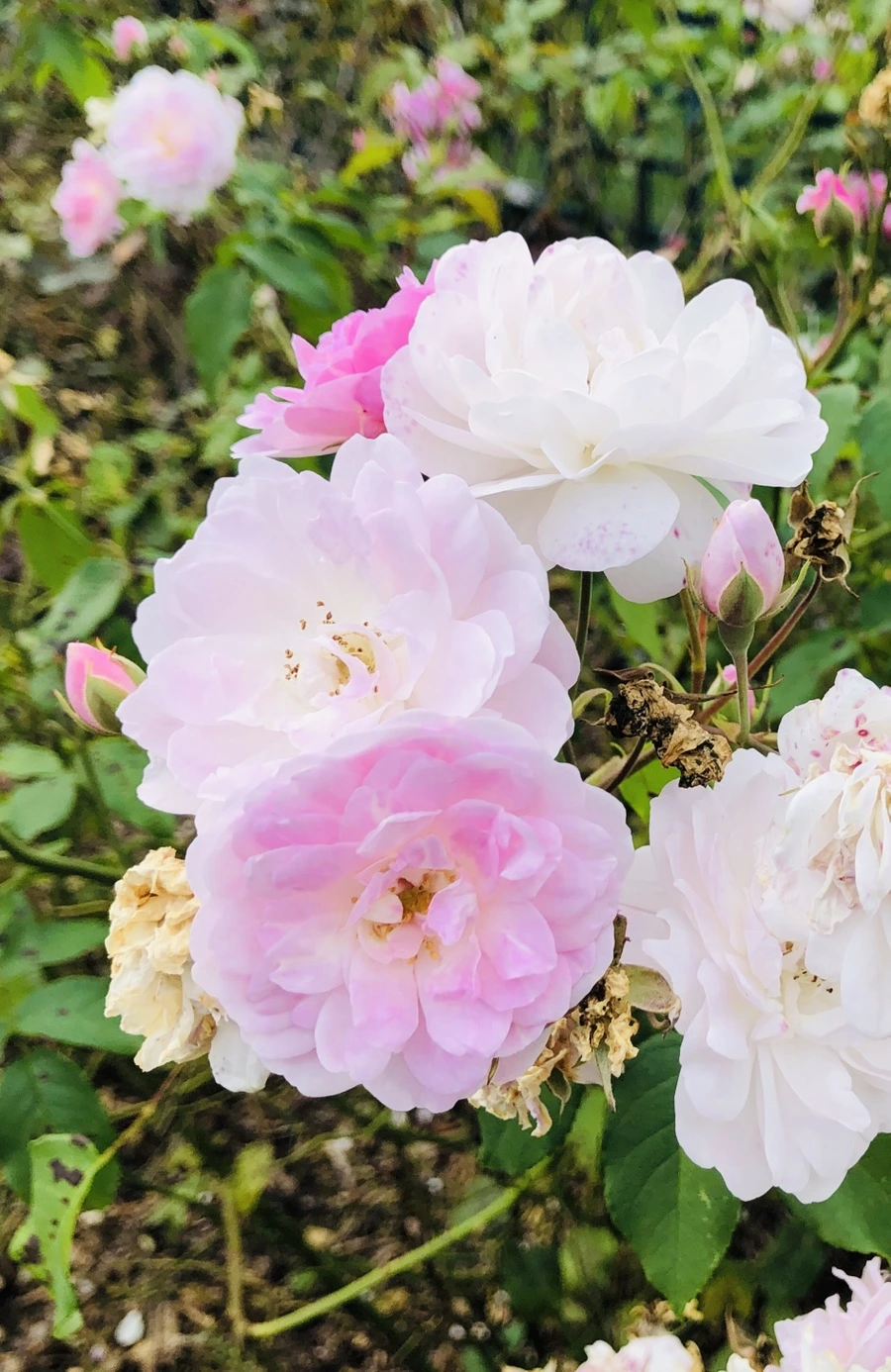 IMG_1607.jpg?type=w966