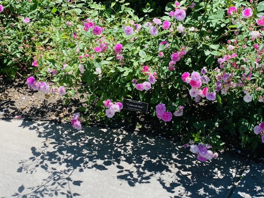 IMG_4132.jpg?type=w966