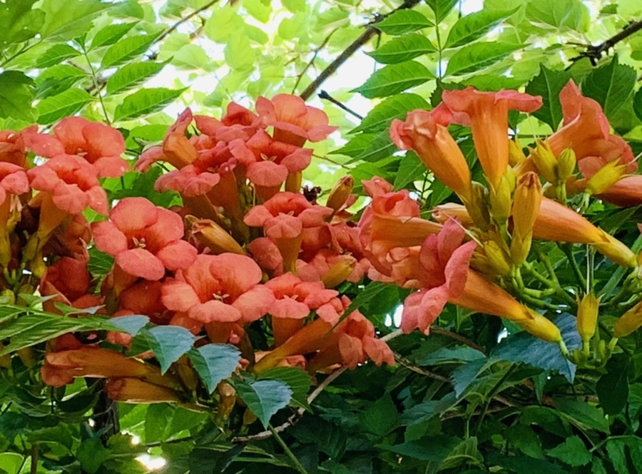 IMG_8692.jpg?type=w966