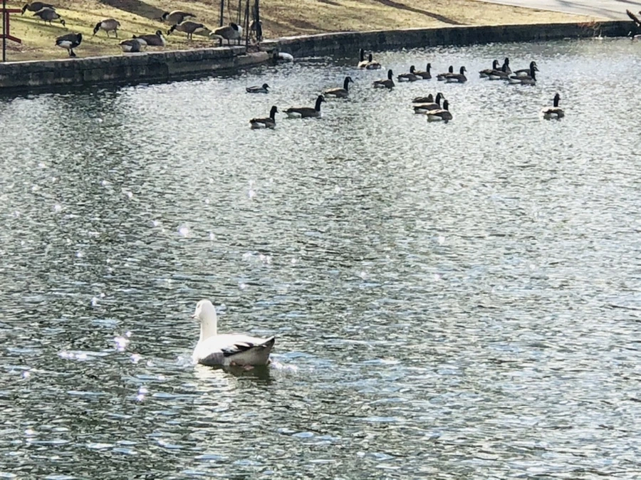 IMG_4374.jpg?type=w966