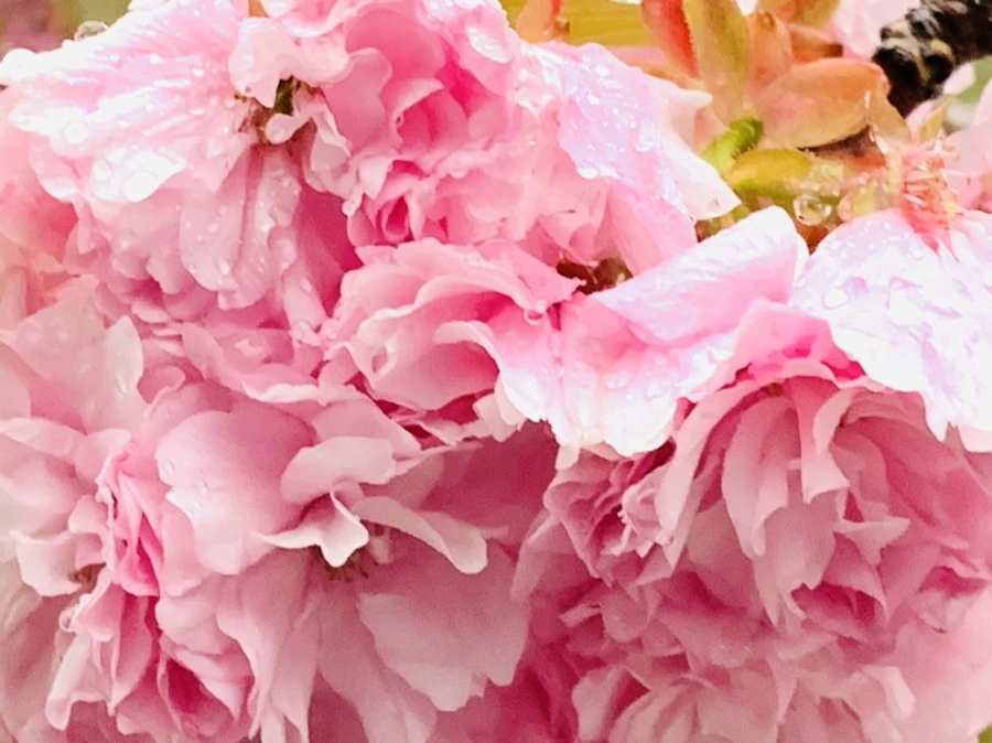 IMG_5267.jpg?type=w966