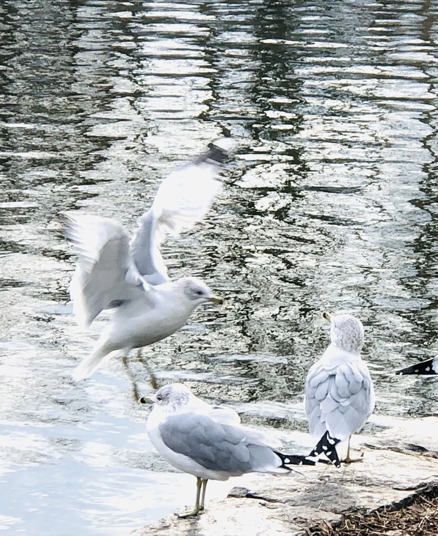 IMG_8717.jpg?type=w966