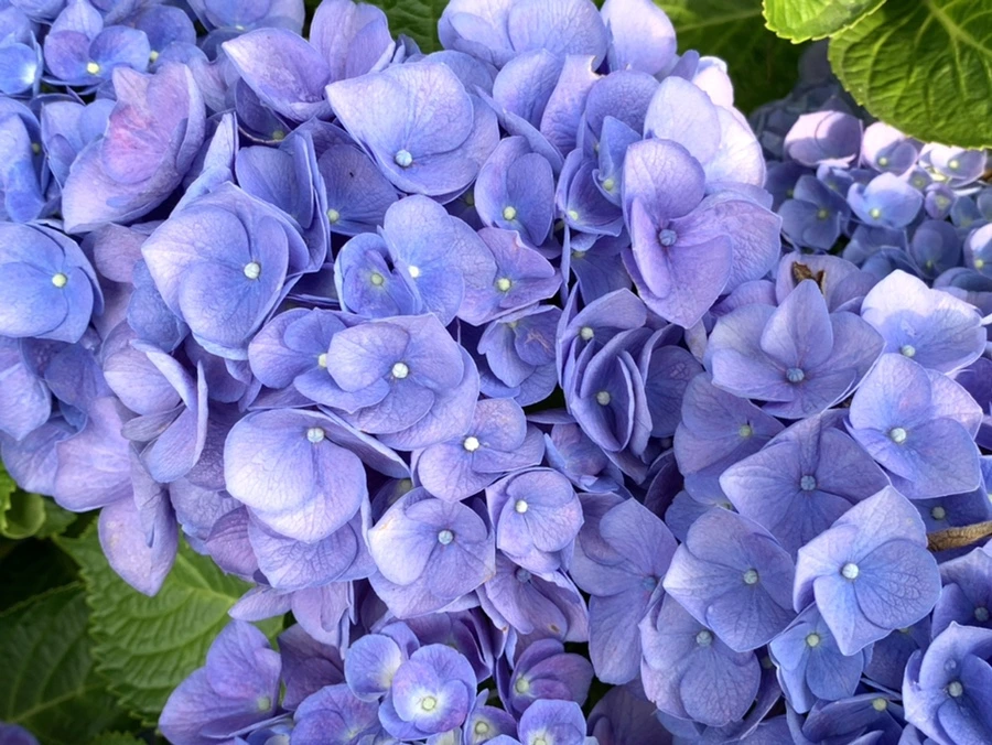 IMG_5982.jpg?type=w966