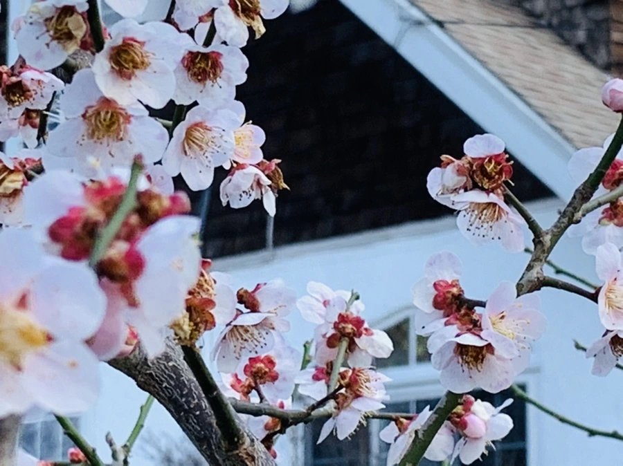 IMG_4187.jpg?type=w966