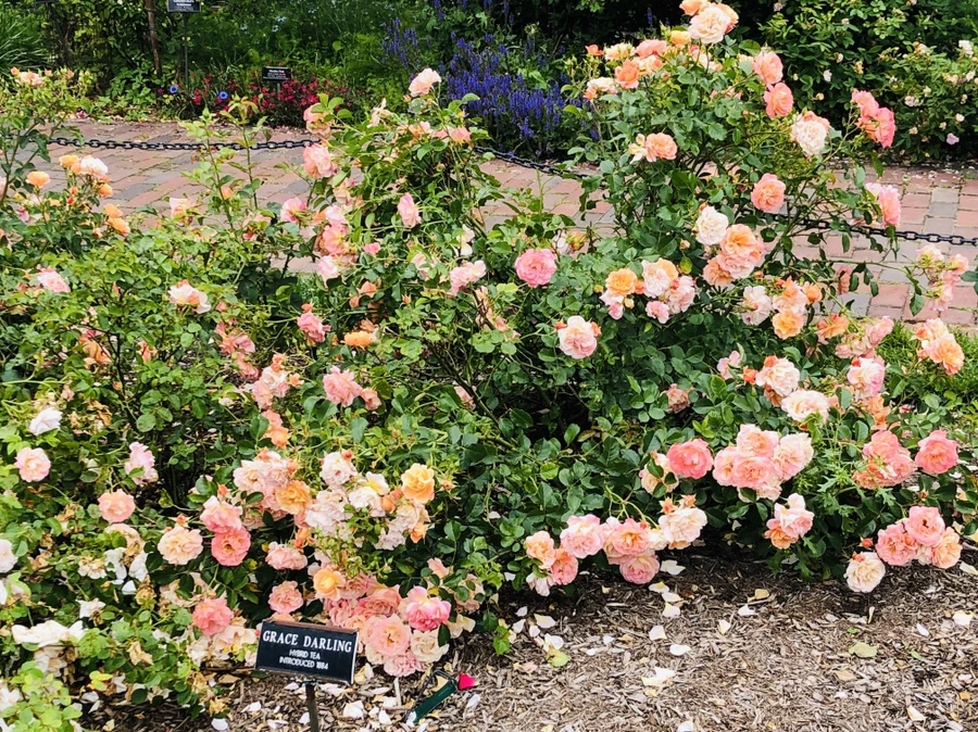 IMG_5991.jpg?type=w966