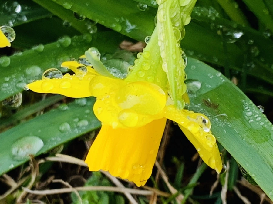 IMG_3731.jpg?type=w966