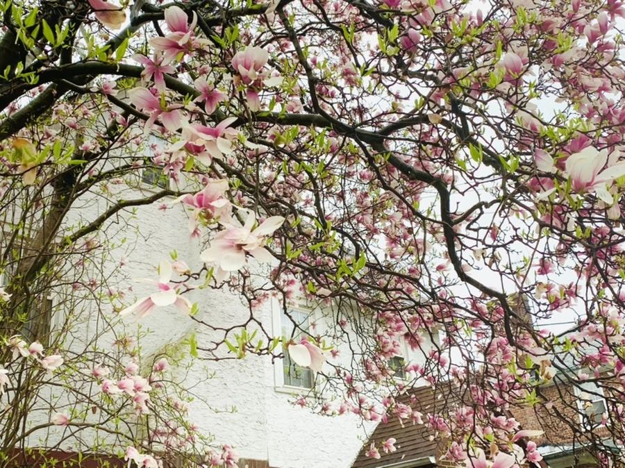 IMG_2247.jpg?type=w966