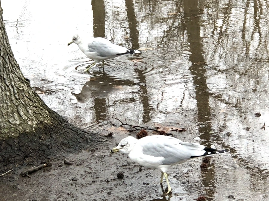 IMG_9424.jpg?type=w966