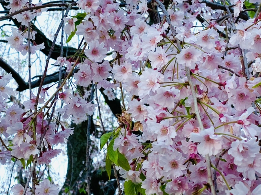 IMG_4895.jpg?type=w966