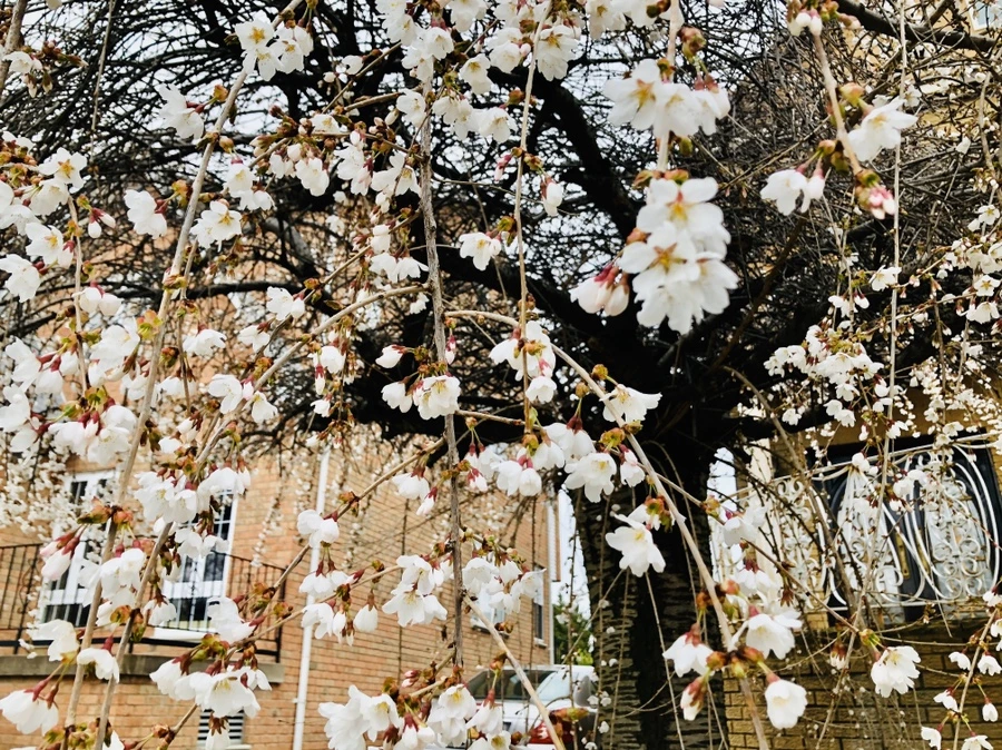 IMG_6698.jpg?type=w966