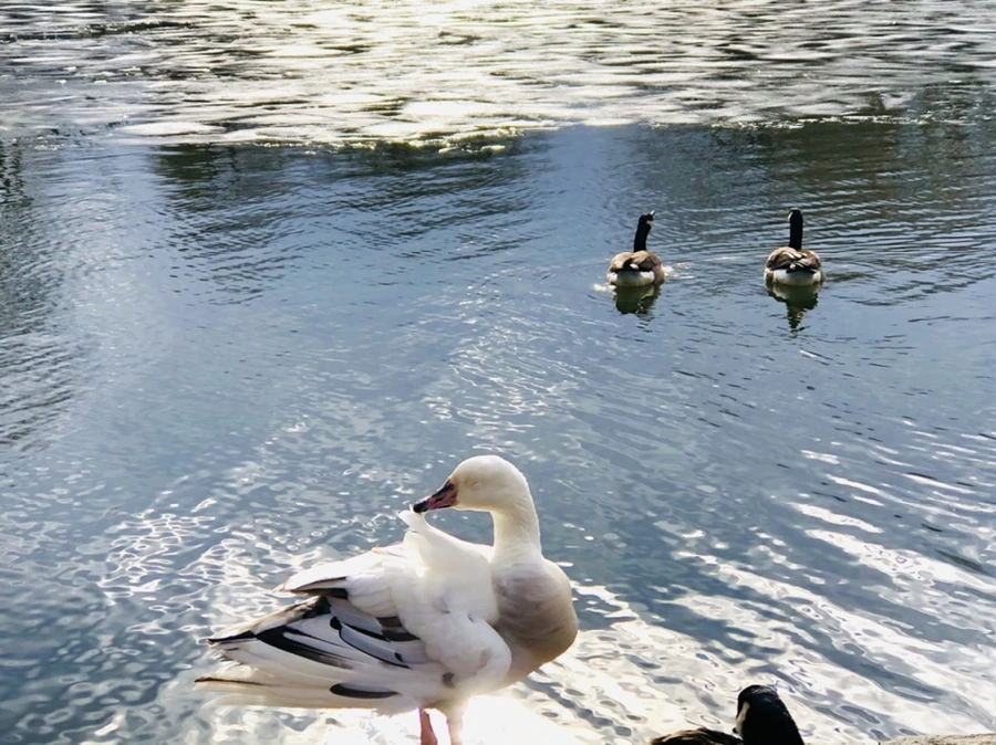 IMG_5114.jpg?type=w966