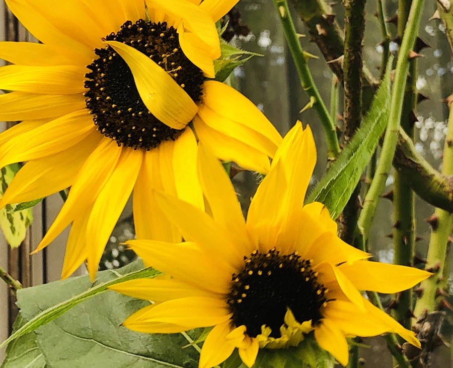 IMG_1137.jpg?type=w966