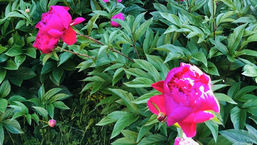 IMG_7689.jpg?type=w966