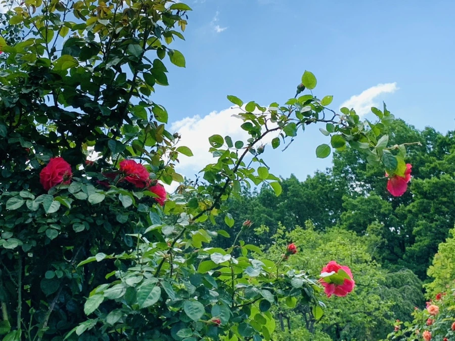 IMG_5805.jpg?type=w966