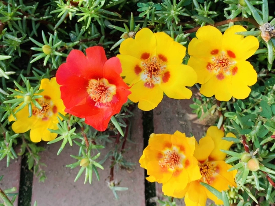 IMG_6690.jpg?type=w966