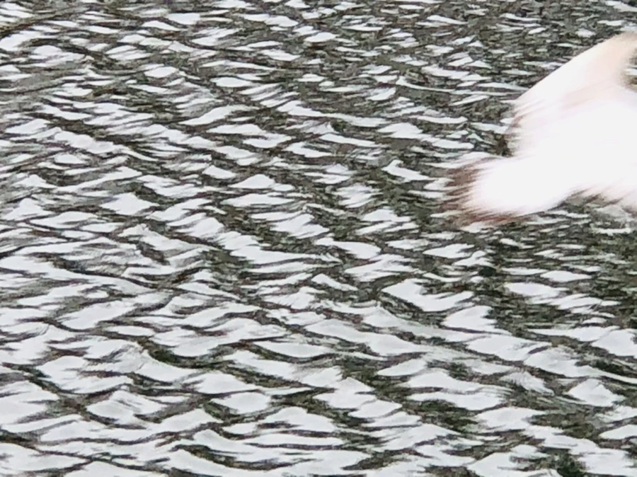 IMG_9609.jpg?type=w966