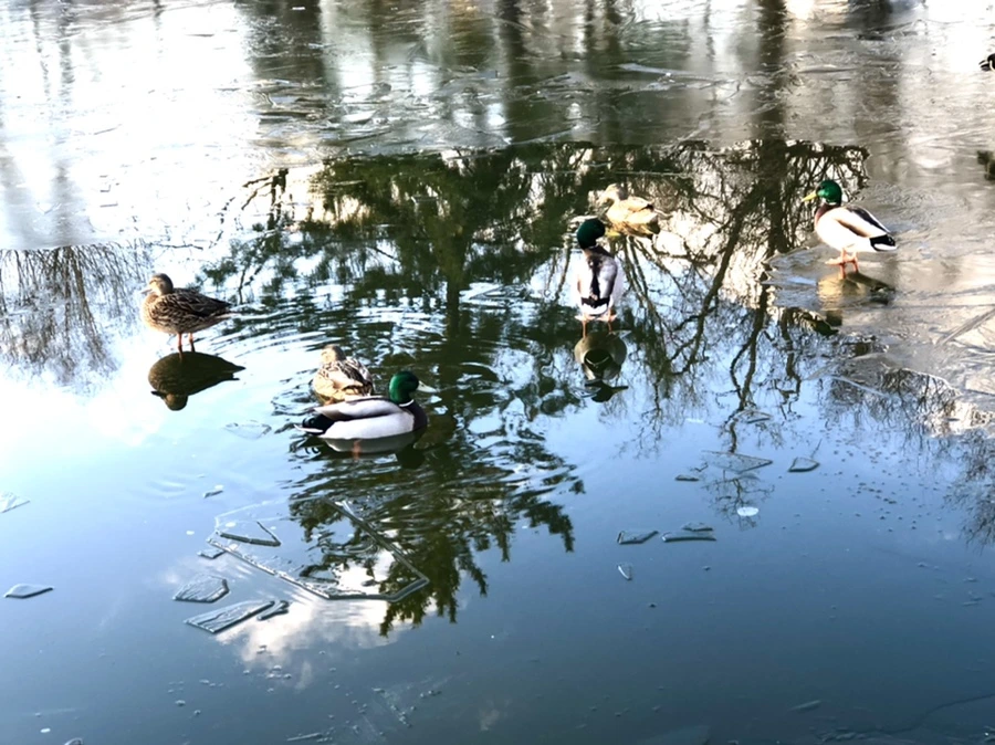 IMG_4951.jpg?type=w966