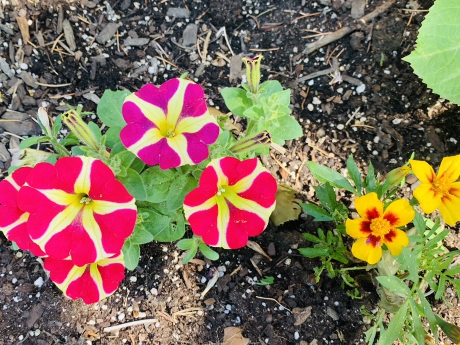 IMG_4676.jpg?type=w966