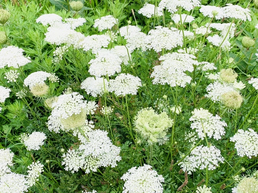 IMG_3776.jpg?type=w966