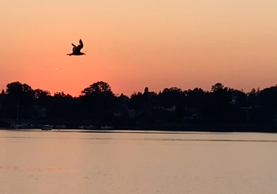 IMG_7164.jpg?type=w966