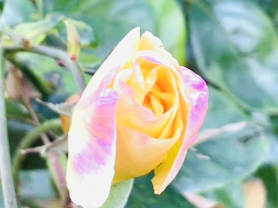 IMG_6022.jpg?type=w966