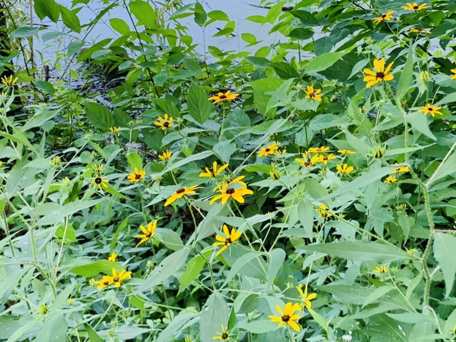 IMG_7621.jpg?type=w966