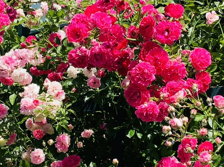 IMG_4747.jpg?type=w966