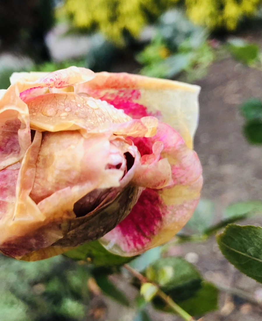 IMG_8081.jpg?type=w966