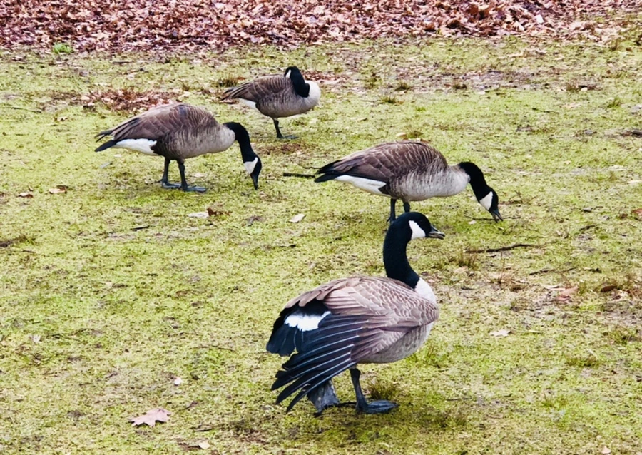 IMG_3352.jpg?type=w966