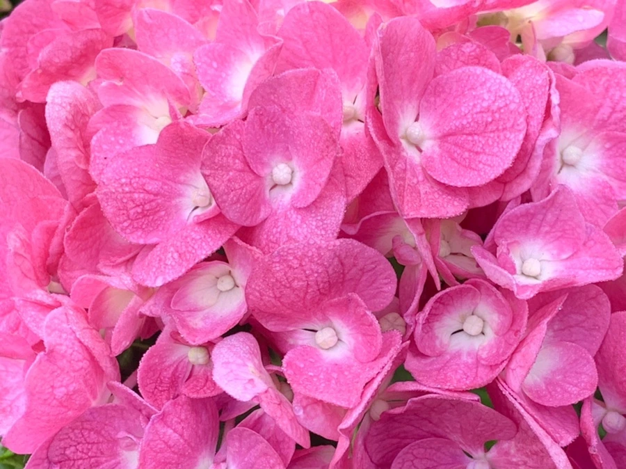 IMG_1088.jpg?type=w966