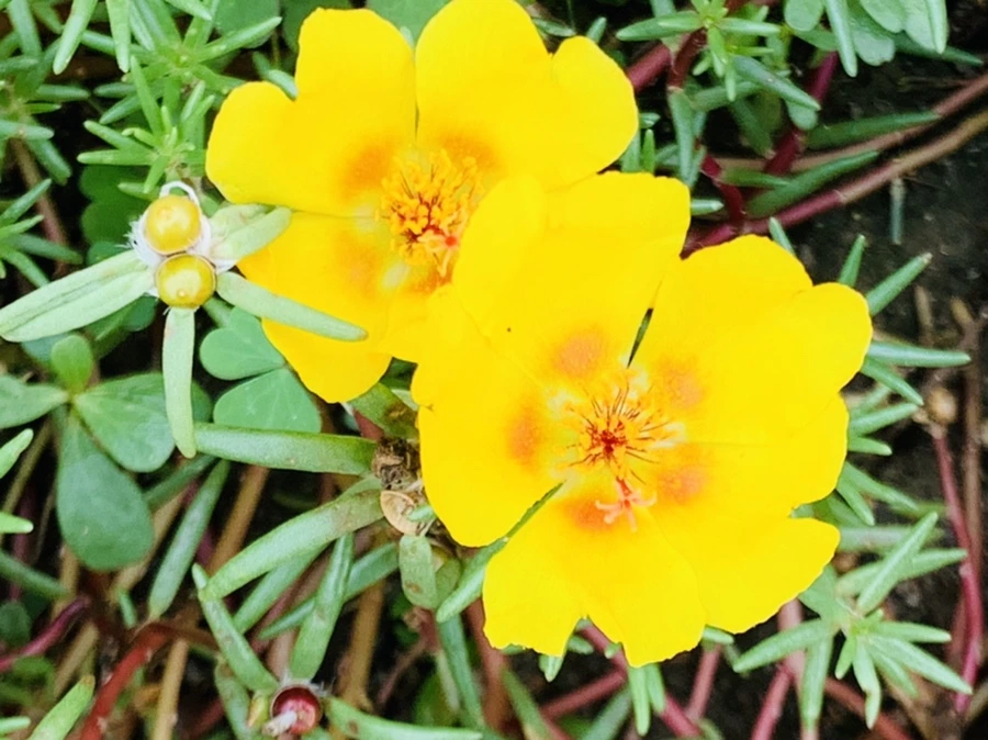 IMG_5911.jpg?type=w966