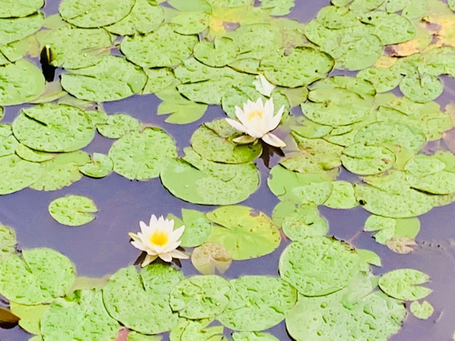 IMG_8329.jpg?type=w966